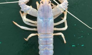 White Lobster