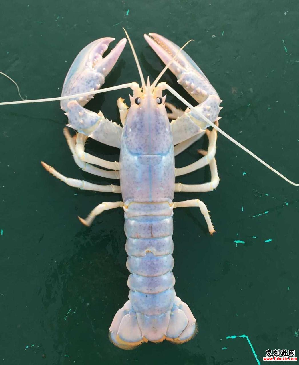 White Lobster